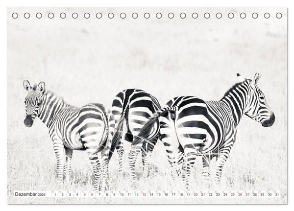 Produktbild: Emotionale Momente: Zebras - black & white. (Tischkalender 2026 DIN A5 quer), CALVENDO Monatskalender