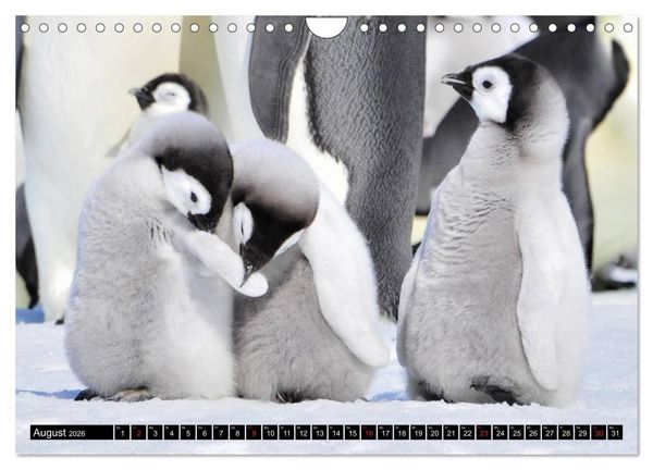 Produktbild: Pinguine - Watscheln im festlichen Kleid (Wandkalender 2026 DIN A4 quer), CALVENDO Monatskalender