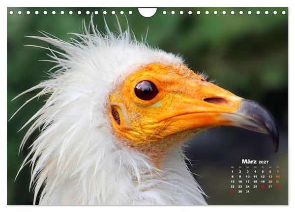 Produktbild: GEIERPORTR&Auml;TS (Wandkalender 2027 DIN A4 quer), CALVENDO Monatskalender