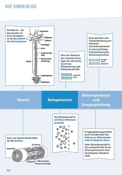 Produktbild: Klett Sicher im Abi Oberstufen-Wissen Biologie