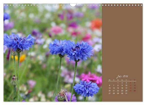 Produktbild: Bauernregeln f&uuml;r das ganze Jahr (Wandkalender 2026 DIN A3 quer), CALVENDO Monatskalender