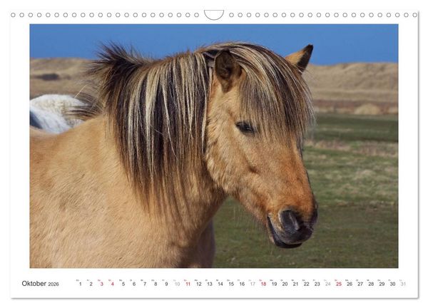 Produktbild: Der Pferdekalender (Wandkalender 2026 DIN A3 quer), CALVENDO Monatskalender