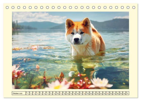 Produktbild: Akita Inu in der Natur. Japans edle und sanfte Sch&ouml;nheit (Tischkalender 2026 DIN A5 quer), CALVENDO Monatskalender