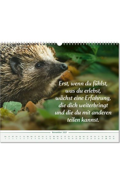 Produktbild: Der Lebensfreude-Inspirationen-Kalender 2027