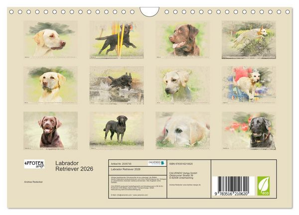 Produktbild: Labrador Retriever 2026 (Wandkalender 2026 DIN A4 quer), CALVENDO Monatskalender