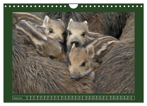 Produktbild: Schweinkram - Die Wildschweine sind los (Wandkalender 2027 DIN A4 quer), CALVENDO Monatskalender