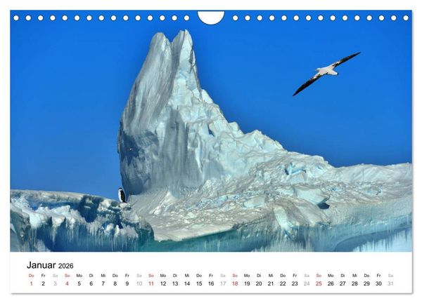 Produktbild: Im Reich der Pinguine (Wandkalender 2026 DIN A4 quer), CALVENDO Monatskalender