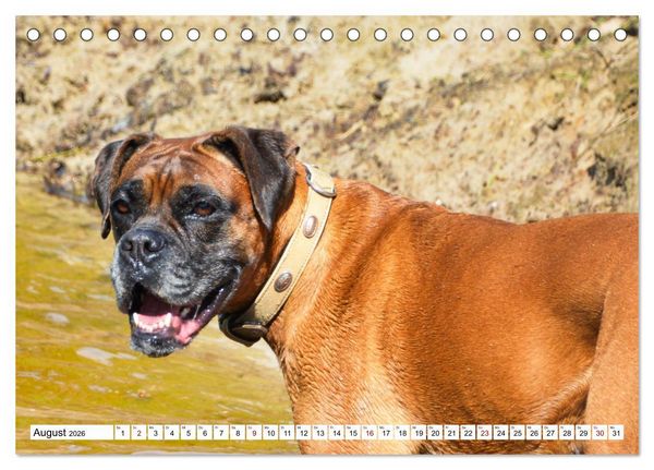 Produktbild: Muskelprotz Boxer (Tischkalender 2026 DIN A5 quer), CALVENDO Monatskalender