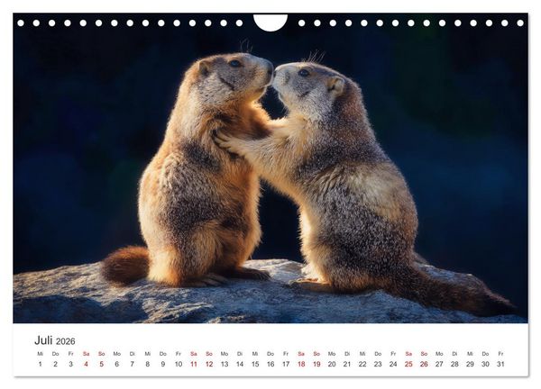 Produktbild: Alpenpl&uuml;sch - Mit Murmeltieren durchs Jahr (Wandkalender 2026 DIN A4 quer), CALVENDO Monatskalender