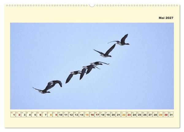 Produktbild: Tierwelt der W&uuml;mmeniederung (Wandkalender 2027 DIN A2 quer), CALVENDO Monatskalender