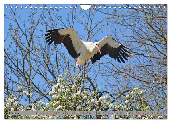Produktbild: Zu Gast bei Familie Storch (Wandkalender 2026 DIN A4 quer), CALVENDO Monatskalender