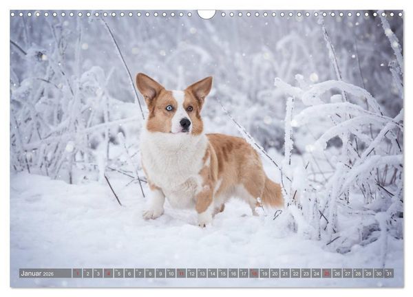Produktbild: Welsh Corgi - Der Kobold unter den Hunden (Wandkalender 2026 DIN A3 quer), CALVENDO Monatskalender
