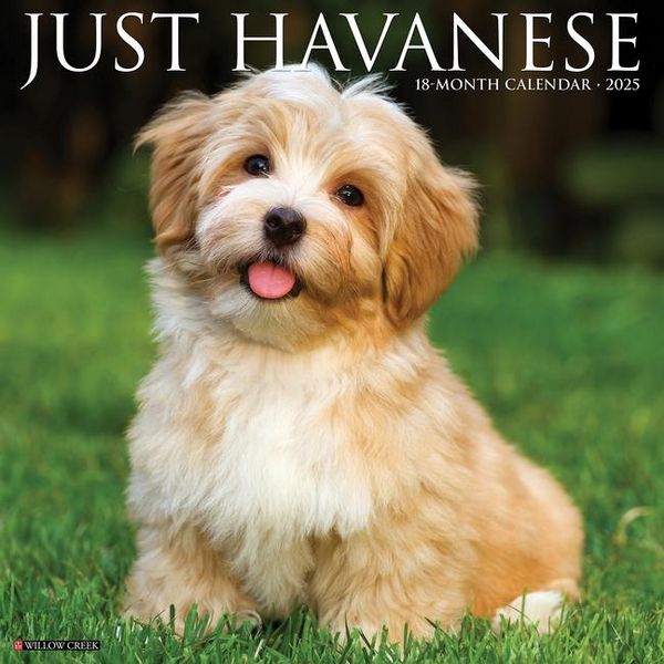 Produktbild: Havanese 2026 Wall Calendar
