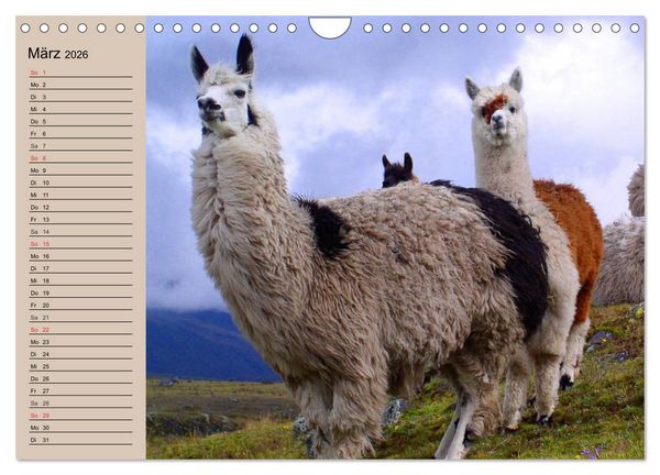 Produktbild: Alpakas und Lamas (Wandkalender 2026 DIN A4 quer), CALVENDO Monatskalender