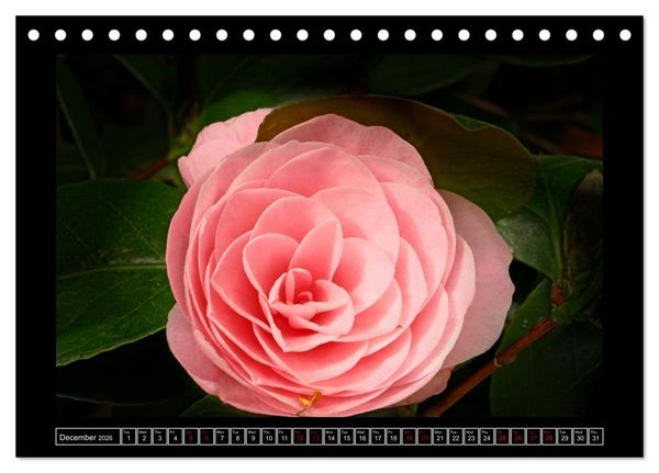 Produktbild: Mysterious plant portraits (Desk Calendar 2026 DIN A5 landscape), CALVENDO 12 Month DeskCalendar