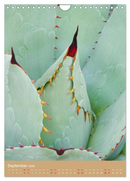 Produktbild: Succulents and Cacti - Strong Thorns, Delicate Blooms (Wall Calendar 2026 DIN A4 portrait), CALVENDO 12 Month Wall Calendar