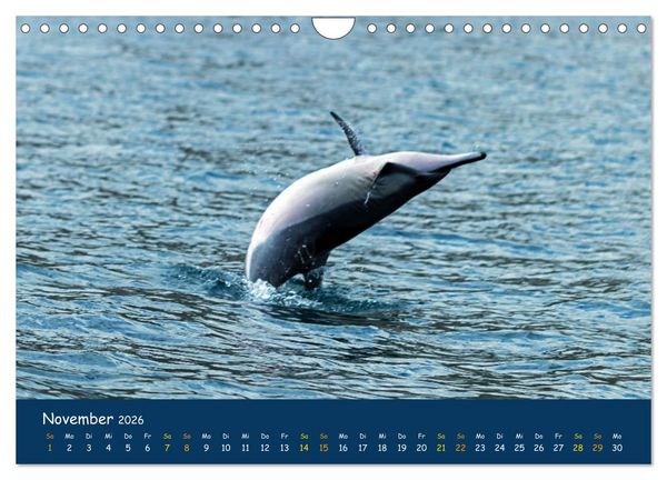 Produktbild: Faszinierende Tierwelt von Mauritius - Magische Momente der Natur (Wandkalender 2026 DIN A4 quer), CALVENDO Monatskalender