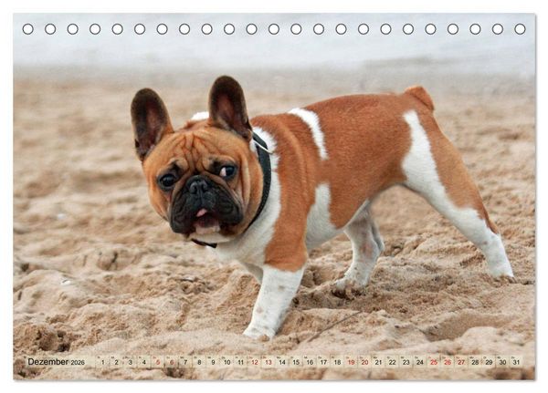 Produktbild: Bulldoggen - Englische und Franz&ouml;sische Bulldoggen (Tischkalender 2026 DIN A5 quer), CALVENDO Monatskalender
