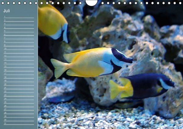 Produktbild: Bunte Riffbewohner - Fische, Anemonen und noch viel mehr (Wandkalender immerw&auml;hrend DIN A4 quer)