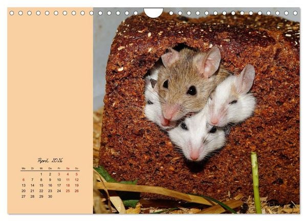 Produktbild: Mausige Zeiten! Putzige Gesellen mit Knopfaugen (Wandkalender 2026 DIN A4 quer), CALVENDO Monatskalender