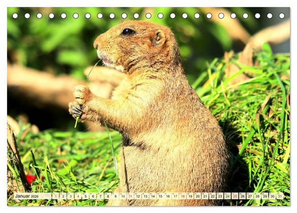 Produktbild: Nagetiere. Hamster, Kaninchen und Co. (Tischkalender 2026 DIN A5 quer), CALVENDO Monatskalender