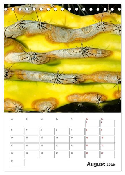 Produktbild: Dornige Sch&ouml;nheiten - Kakteen und Sukkulenten (Tischkalender 2026 DIN A5 hoch), CALVENDO Monatskalender