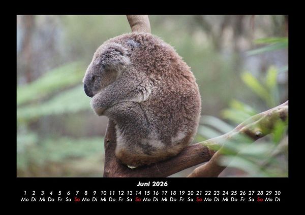 Produktbild: Koala 2026 Fotokalender DIN A3