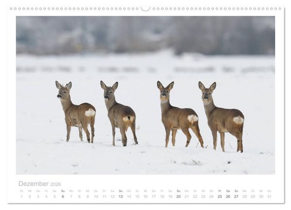 Produktbild: Rehwild 2026 (hochwertiger Premium Wandkalender 2026 DIN A2 quer), Kunstdruck in Hochglanz