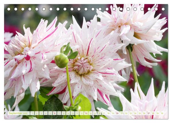 Produktbild: Wunderbare Dahlienwelt (Tischkalender 2026 DIN A5 quer), CALVENDO Monatskalender