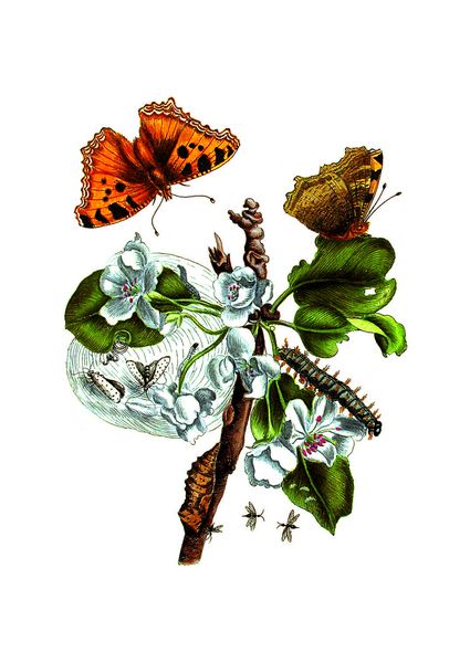 Produktbild: Maria Sibylla Merian &ndash; Acht Kunst-Klappkarten