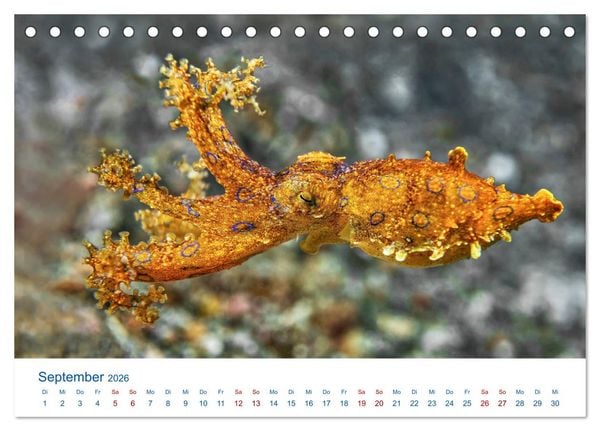 Produktbild: Die Farben im Meer (Tischkalender 2026 DIN A5 quer), CALVENDO Monatskalender
