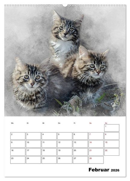 Produktbild: Maine Coon Katzen (hochwertiger Premium Wandkalender 2026 DIN A2 hoch), Kunstdruck in Hochglanz