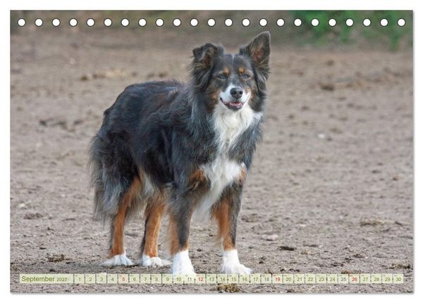 Produktbild: Australian Shepherd - H&uuml;tehunde mit Familienanschluss (Tischkalender 2027 DIN A5 quer), CALVENDO Monatskalender