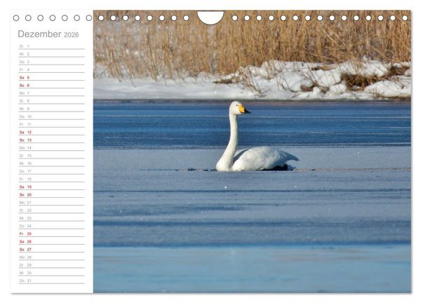 Produktbild: Wiedehopf und Co - von Ren&eacute; Schaack (Wandkalender 2026 DIN A4 quer), CALVENDO Monatskalender