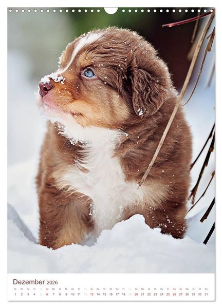 Produktbild: Australian Shepherds (Wandkalender 2026 DIN A3 hoch), CALVENDO Monatskalender