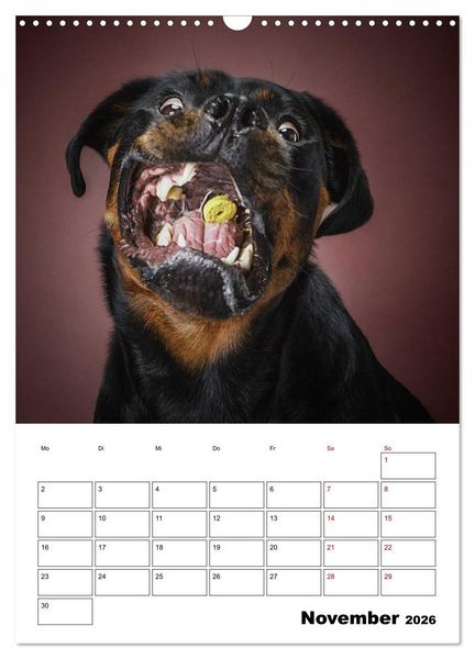Produktbild: Fang das Leckerli (Wandkalender 2026 DIN A3 hoch), CALVENDO Monatskalender