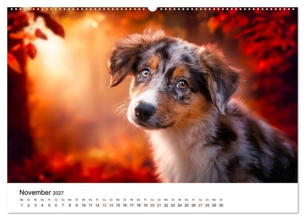 Produktbild: Born to run - Ein Jahr mit Australian Shepherds (Wandkalender 2027 DIN A2 quer), CALVENDO Monatskalender