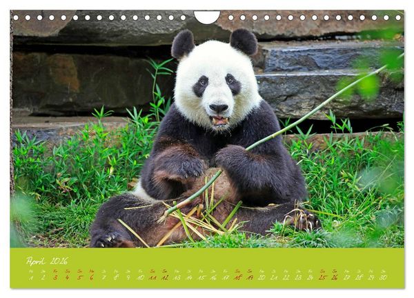 Produktbild: Der Gro&szlig;e Panda Ein kuscheliger Geselle (Wandkalender 2026 DIN A4 quer), CALVENDO Monatskalender