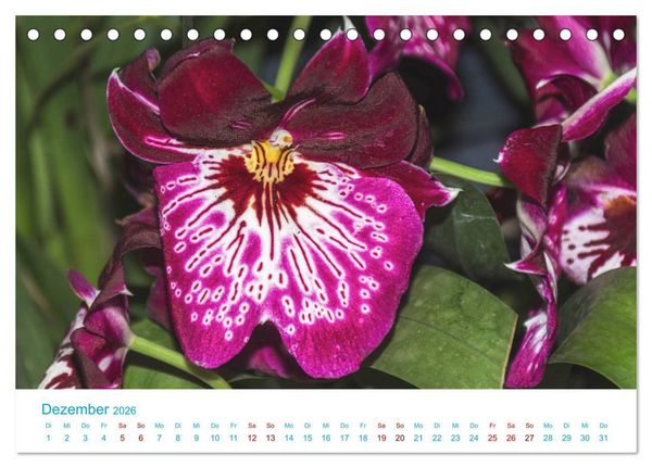 Produktbild: Die K&ouml;nigin der Blumenwelt, die Orchidee (Tischkalender 2026 DIN A5 quer), CALVENDO Monatskalender