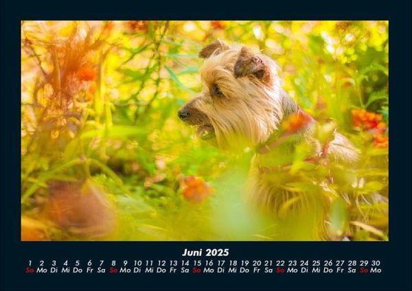 Produktbild: Blumentr&auml;ume 2025 Fotokalender DIN A4