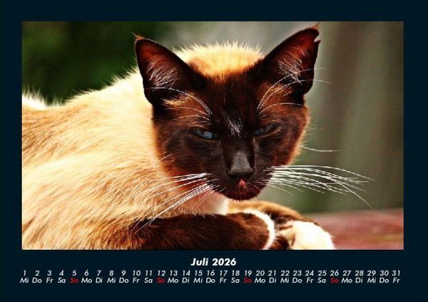 Produktbild: F&uuml;r Katzenfreunde 2026 Fotokalender DIN A4