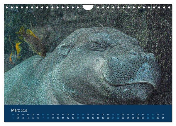 Produktbild: Nilpferde, Kolosse in Afrika (Wandkalender 2026 DIN A4 quer), CALVENDO Monatskalender