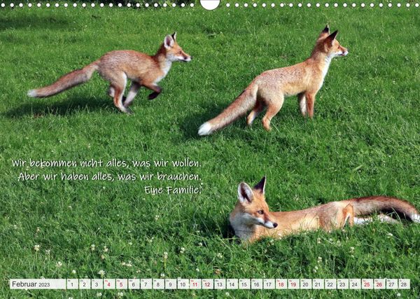 "Freche Füchse lustige Sprüche (Wandkalender 2023 DIN A3 quer)" kaufen
