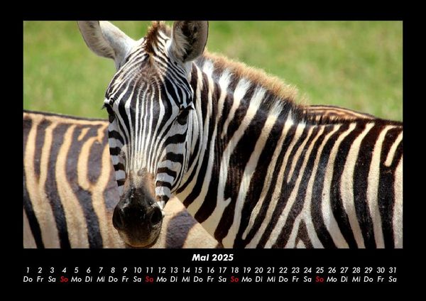 Produktbild: Zebrazauber 2025 Fotokalender DIN A3