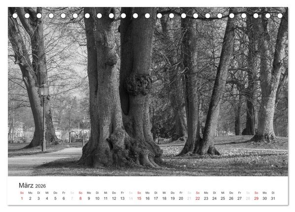 Produktbild: B&auml;ume - Natursch&ouml;nheiten in schwarz-wei&szlig; (Tischkalender 2026 DIN A5 quer), CALVENDO Monatskalender
