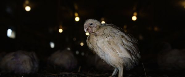 Produktbild: Food for Profit