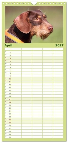 Produktbild: Familienplaner 2027 - Liebenswerte Rabauken - Rauhaardackel mit 5 Spalten (Wandkalender, 21 x 45 cm) CALVENDO