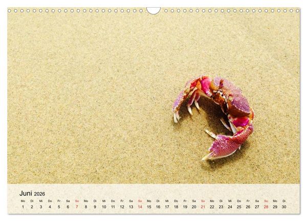 Produktbild: Krabben. Lustige Aliens (Wandkalender 2026 DIN A3 quer), CALVENDO Monatskalender