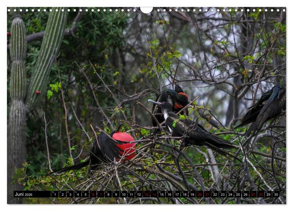 Produktbild: Naturparadies Galapagos - UNESCO Weltkulturerbe (Wandkalender 2026 DIN A3 quer), CALVENDO Monatskalender