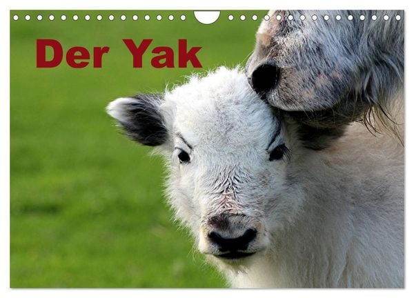 Der Yak (Wandkalender 2026 DIN A4 quer), CALVENDO Monatskalender